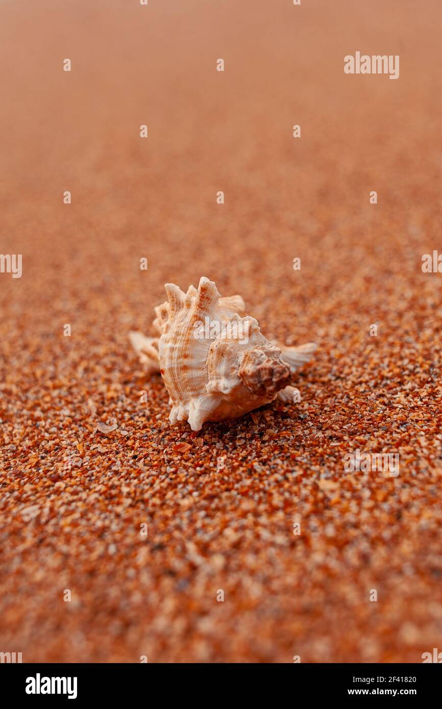 Seashell on the sand selective focus, a lot of space for text. Seashell on the sand selective focus Stock Photo