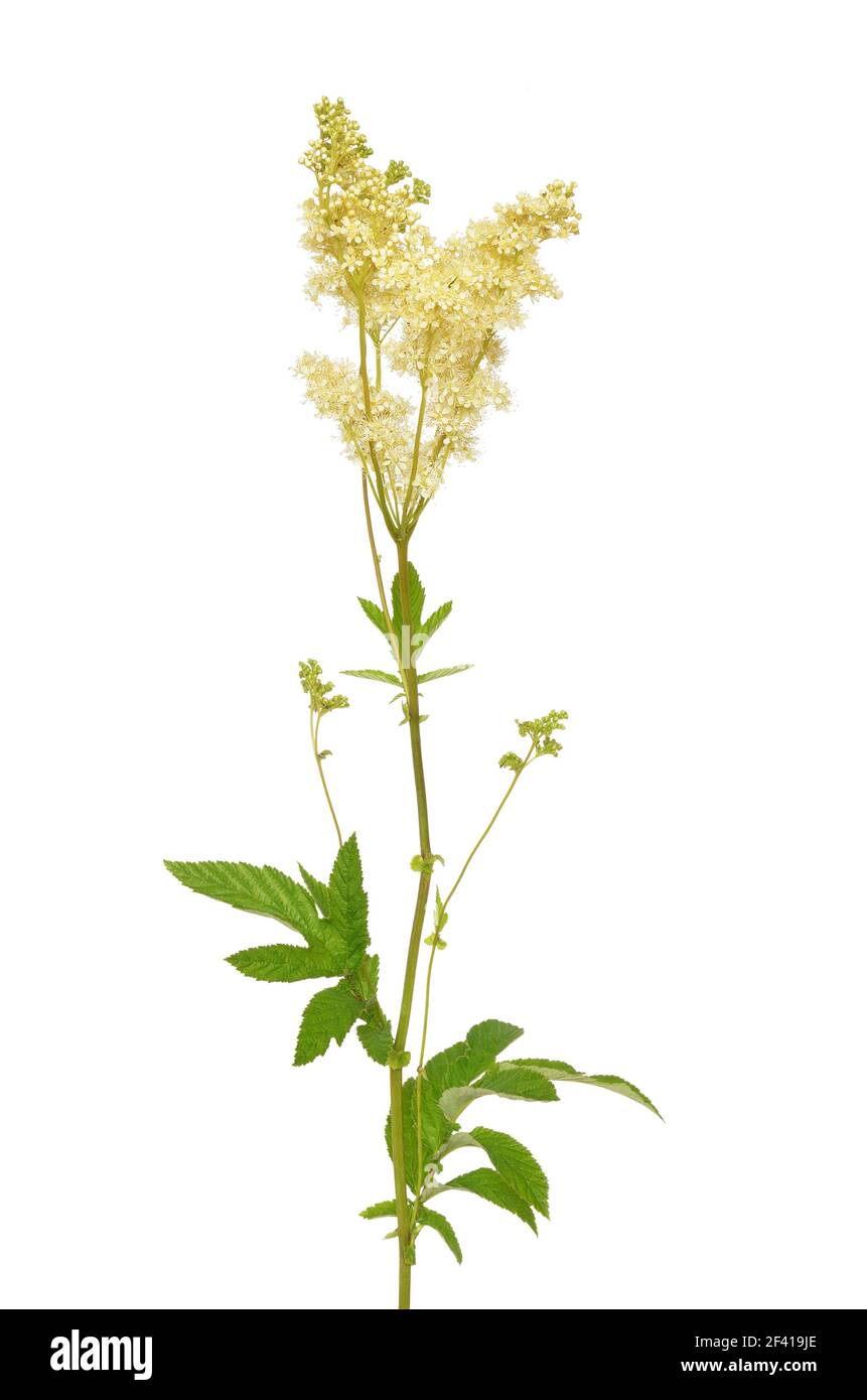 Filipendula ulmaria flower isolated on white background Stock Photo