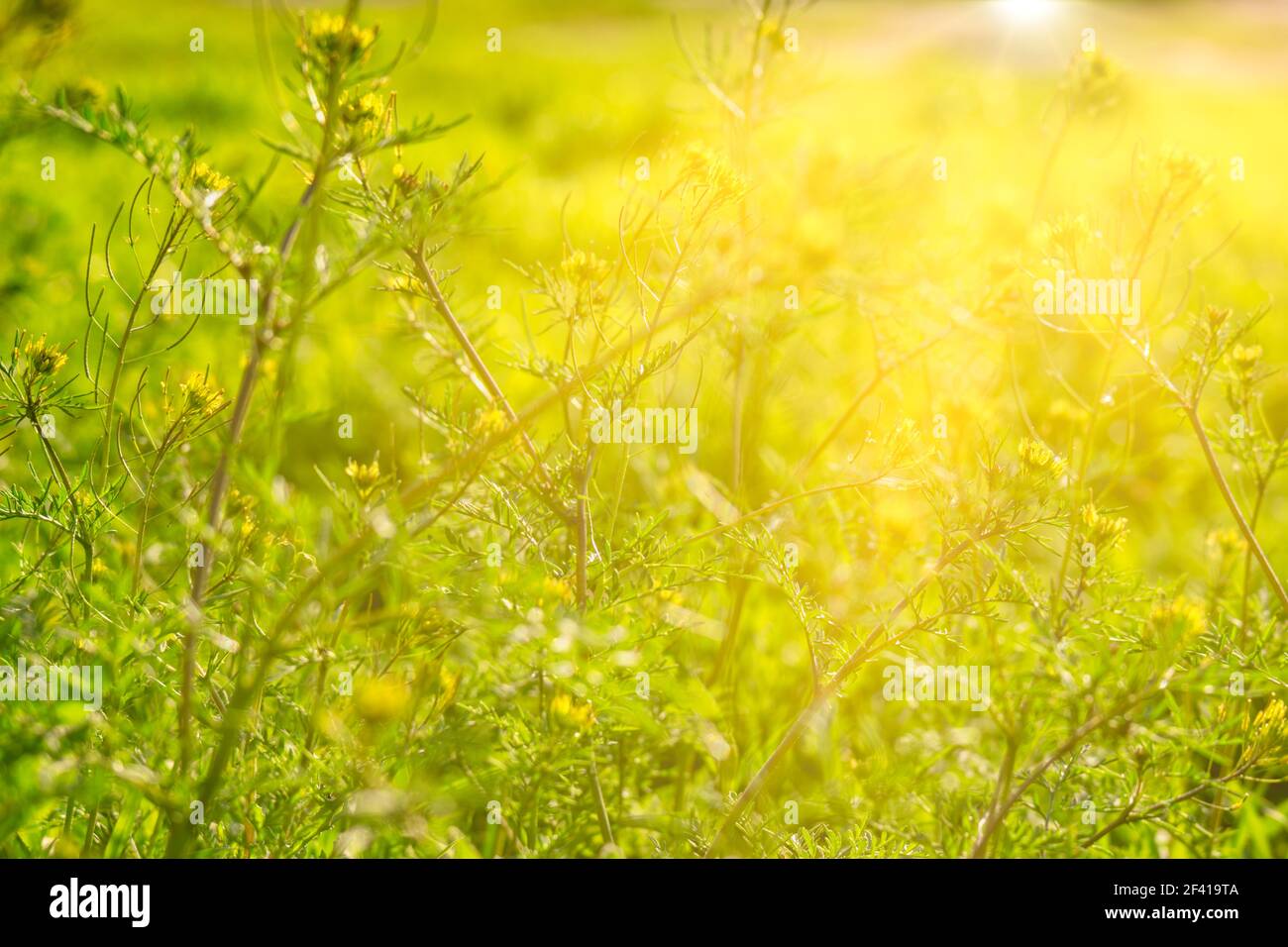 Wild green grass background with sun shining over, copyspace. Wild green grass background with sun shining over Stock Photo