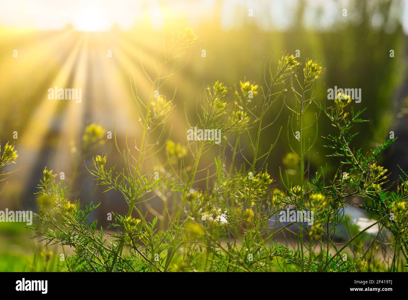 Blooming wildflowers in sunny day in light of yellow sun. Blooming wildflowers in sunny day in light of sun Stock Photo