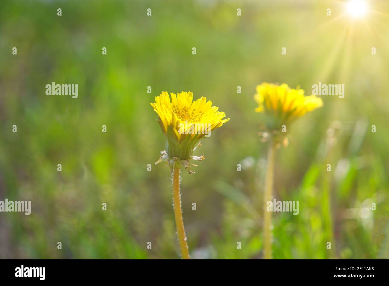 Dandelion daisy flowers hi-res stock photography and images - Alamy