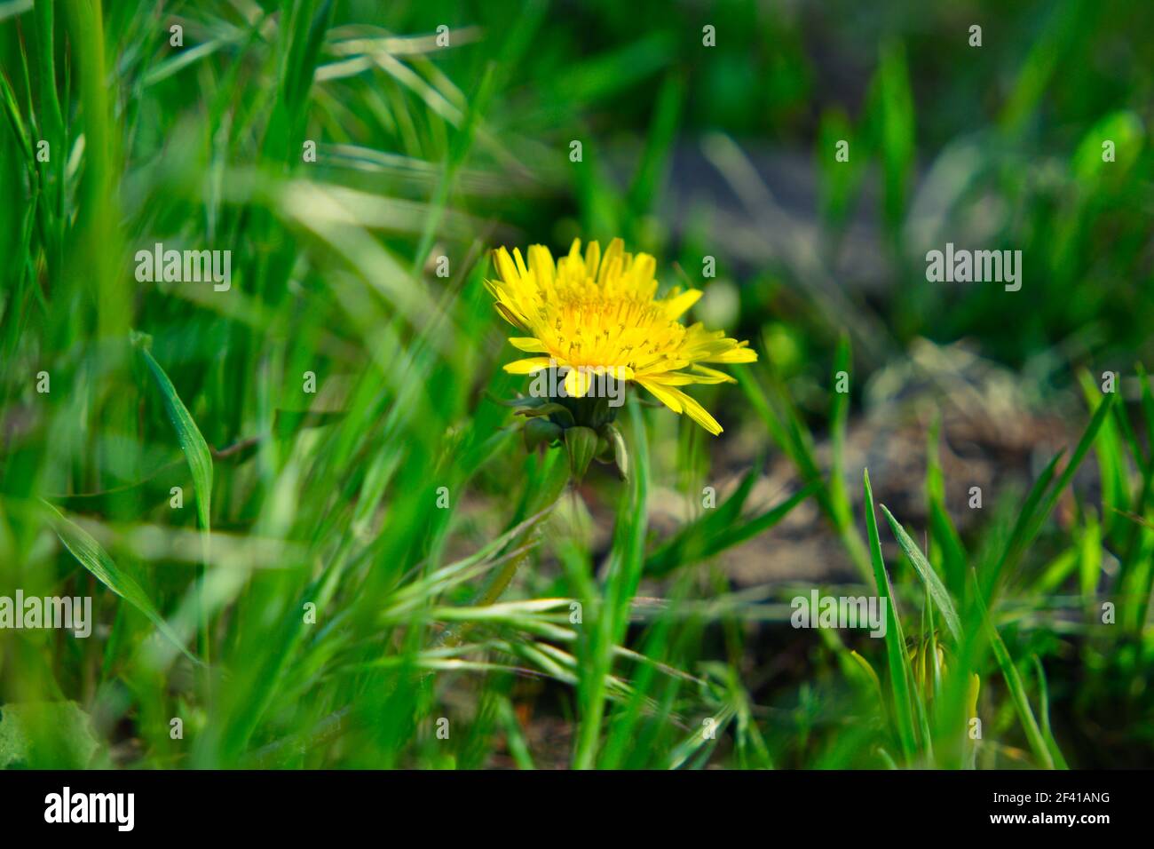 Small yellow floret of young dandelion hiding in grass in April. Small yellow floret of young dandelion hiding in grass Stock Photo