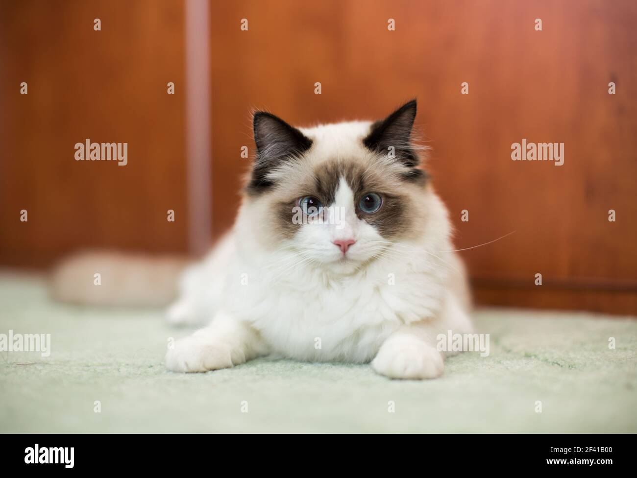 Beautiful young white purebred Ragdoll cat with blue eyes, at home ...