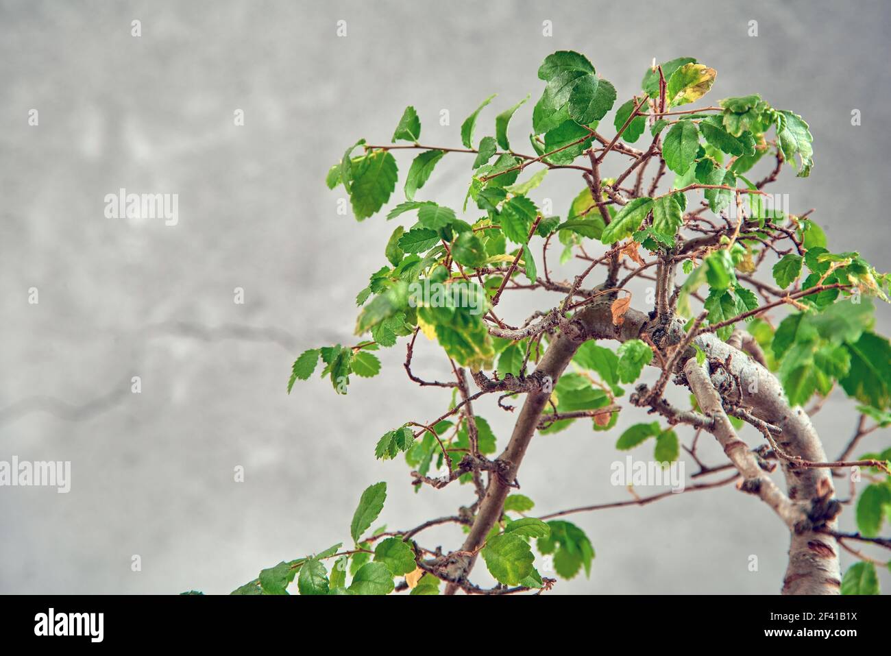 Japanese bonsai plant on wooden surface, and cement wall. Creating zen  atmosphere at home Stock Photo - Alamy