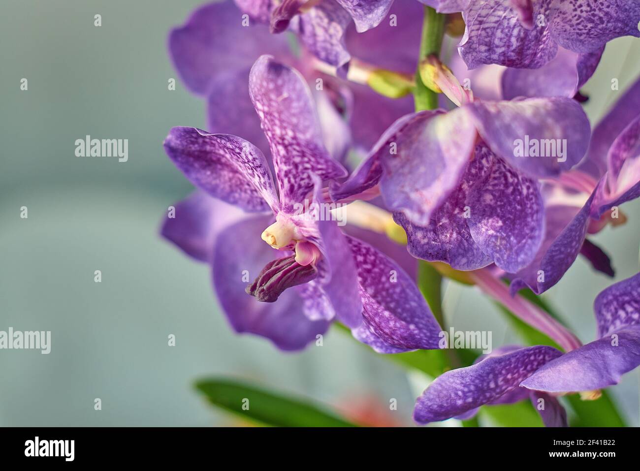 Detail of the flower of the violet vanda orchid plant, a very spring houseplant. Stock Photo