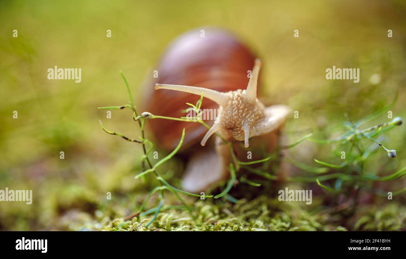 Helix pomatia also Roman snail, Burgundy snail, edible snail or escargot, is a species of large, edible, air-breathing land snail, a terrestrial pulmonate gastropod mollusk in the family Helicidae. Stock Photo