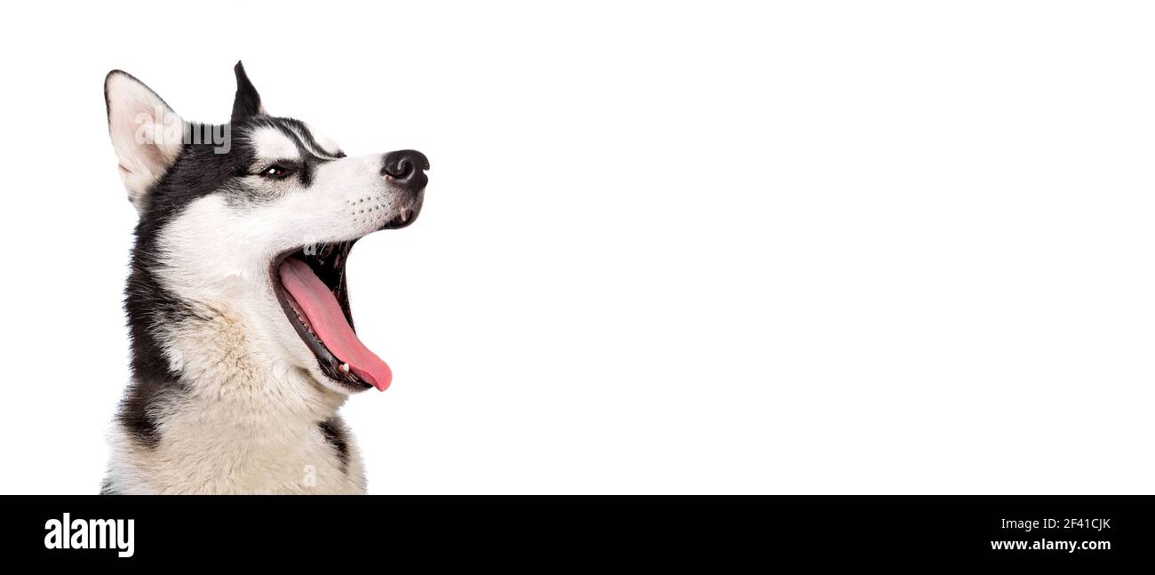 Funny yawning young husky dog, white studio background, concept of dog emotions Stock Photo