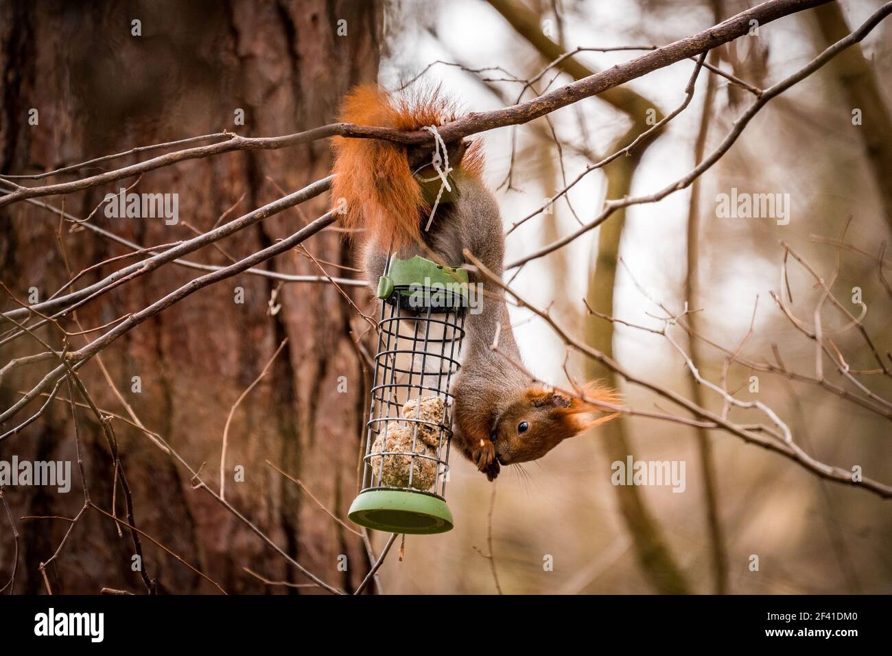 red squirrel eating upside down from a feeder Stock Photo Alamy