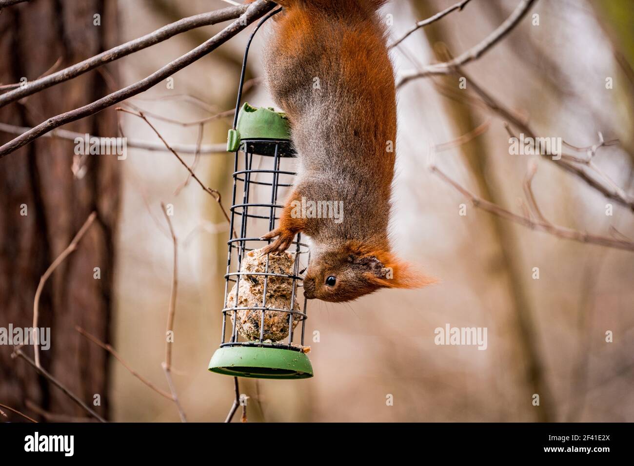 squirrel hanging upside down on a feeder Stock Photo