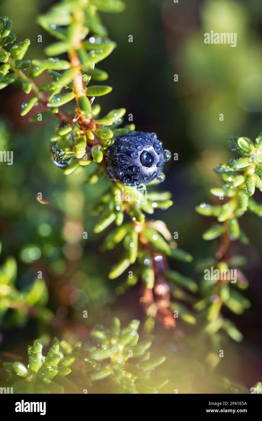 Empetrum nigrum, crowberry, black crowberry, in western Alaska, blackberry is a flowering plant species in the heather family Ericaceae with a near circumboreal distribution in the northern hemisphere Stock Photo