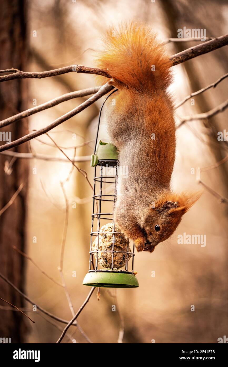 red squirrel eating upside down from a tree branch and eating Stock
