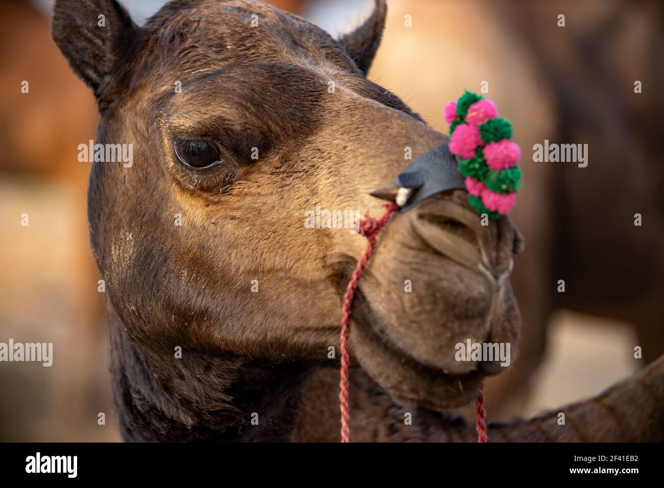 Camels at the Pushkar Fair, also called the Pushkar Camel Fair or locally as Kartik Mela is an annual multi-day livestock fair and cultural held in the town of Pushkar Rajasthan, India. Stock Photo