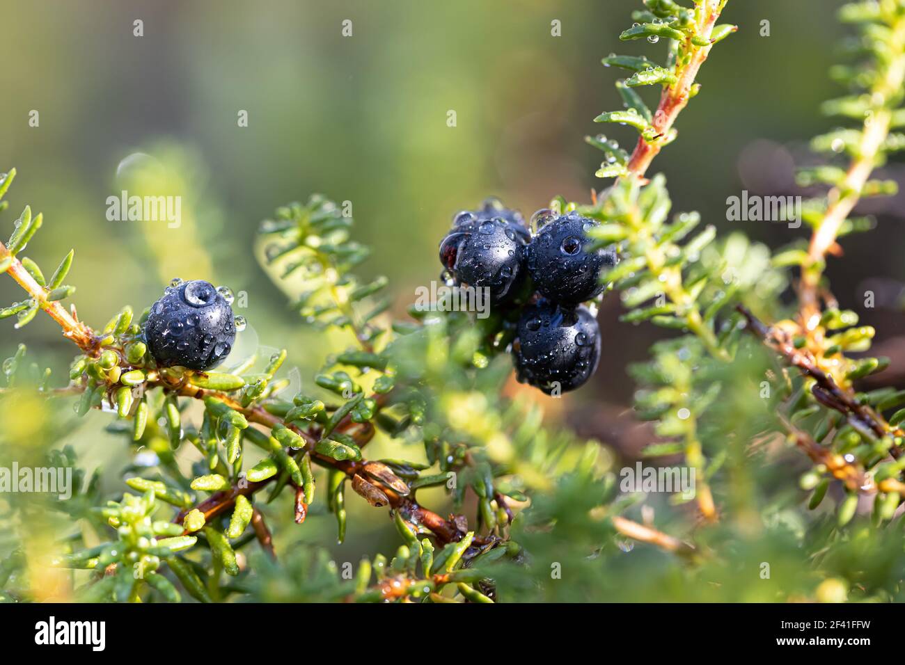 Empetrum nigrum, crowberry, black crowberry, in western Alaska, blackberry is a flowering plant species in the heather family Ericaceae with a near circumboreal distribution in the northern hemisphere Stock Photo