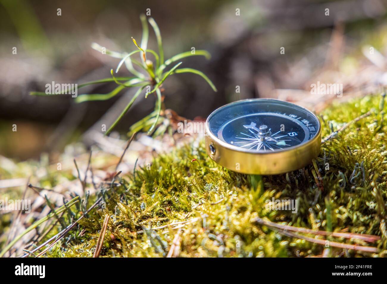 Traveller compass on the grass in the forest Stock Photo
