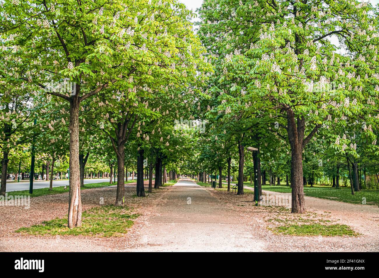 wide alley in the park with flowering chestnuts. pleasant place to walk during the flowering chestnut trees. Stock Photo