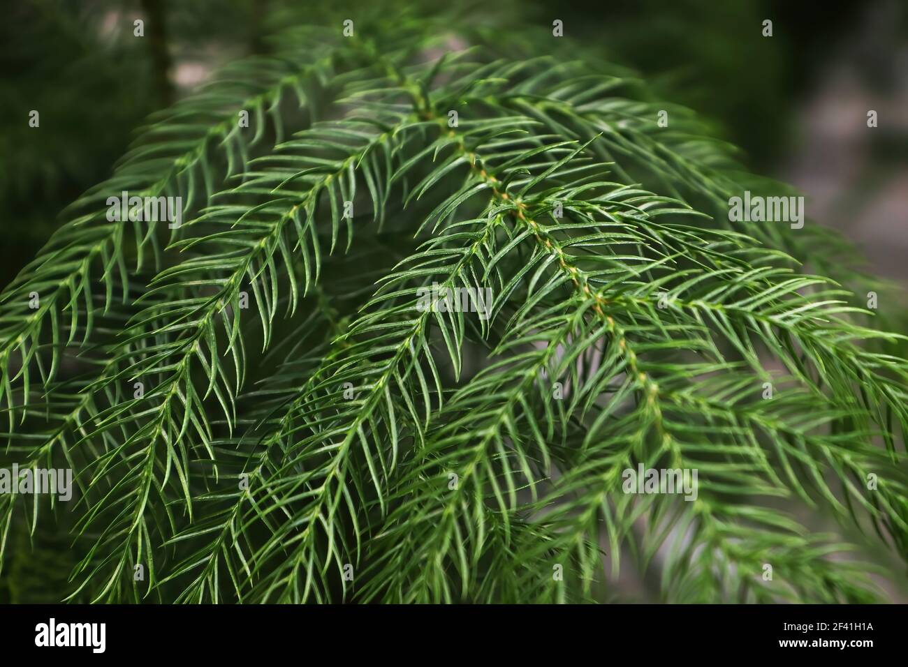 Macro view of delicate branches on a norfolk pine. Stock Photo