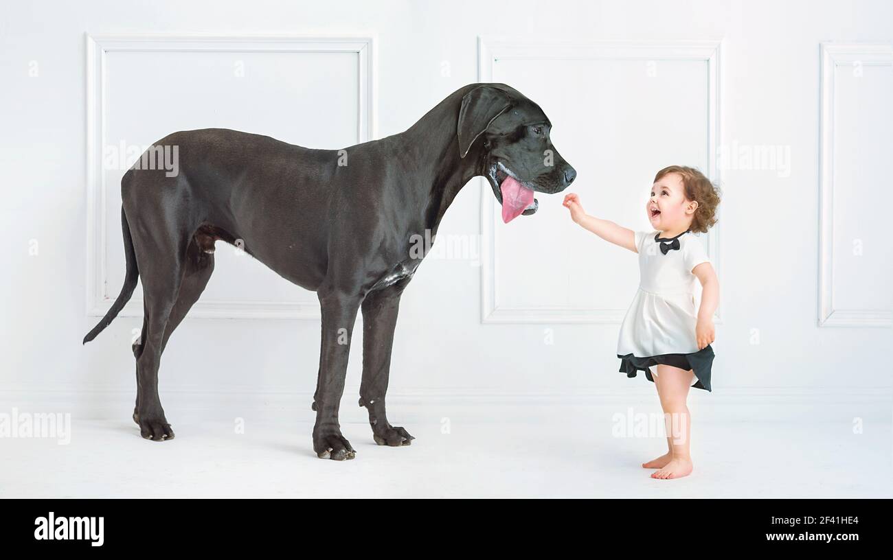 Cute little girl playing with a huge black dog Stock Photo - Alamy