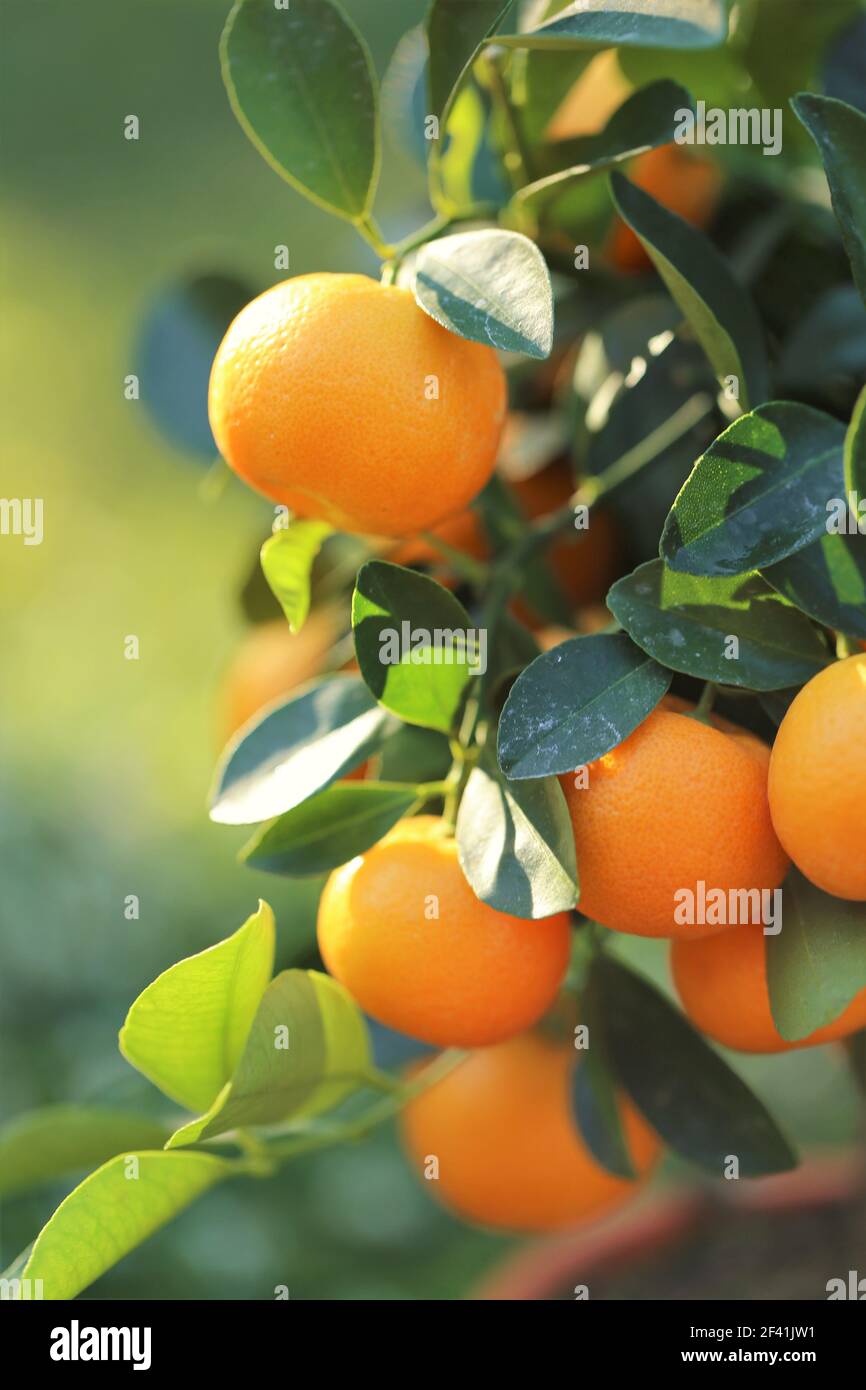 Mandarin tree.Tangerines fruits on a branch. Citrus orange fruits on the branches in sunlight in the summer garden. Organic natural ripe bio farm Stock Photo