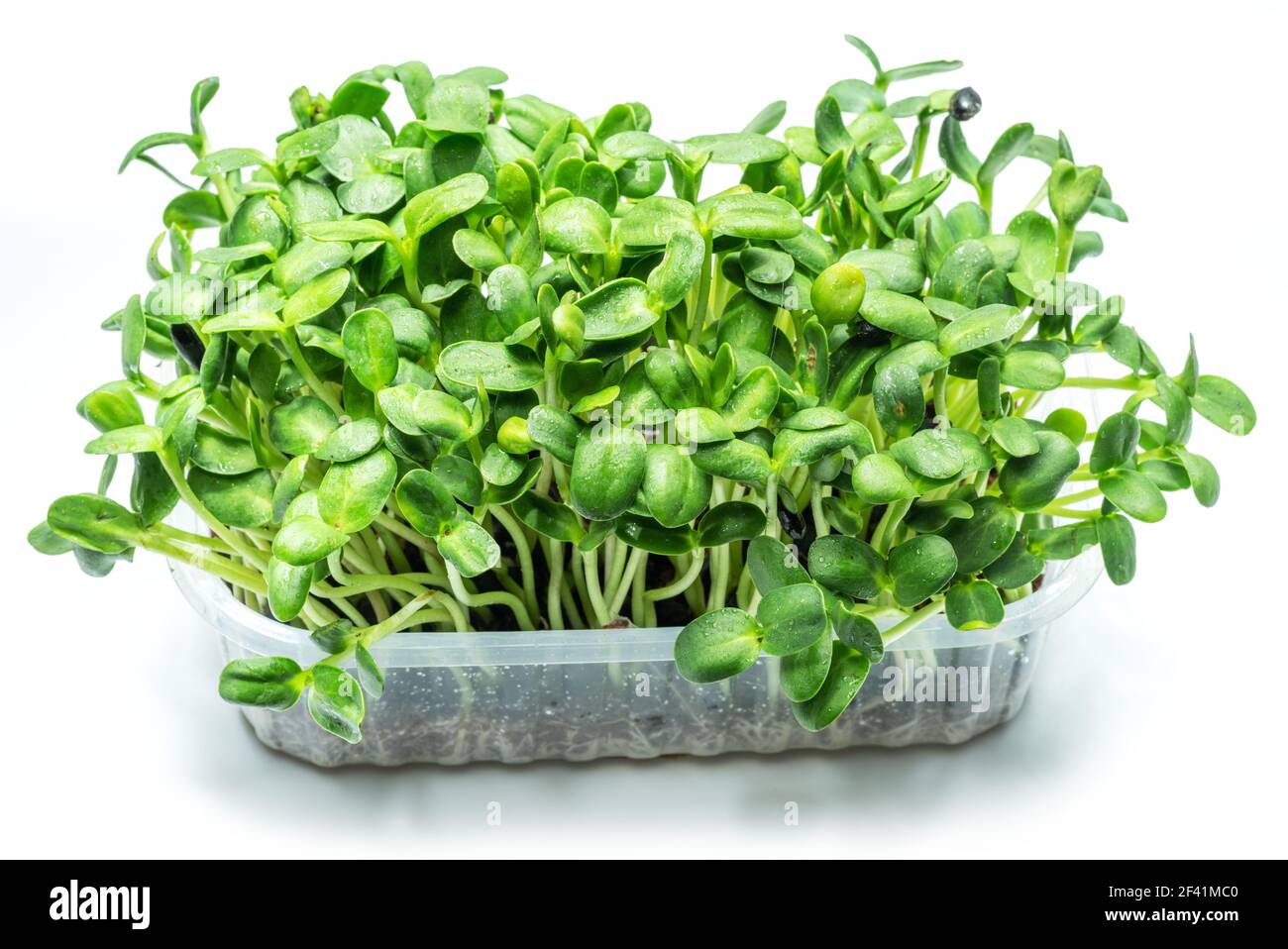 Sprouted seeds of sunflower. Isolated on white background. Microgreens