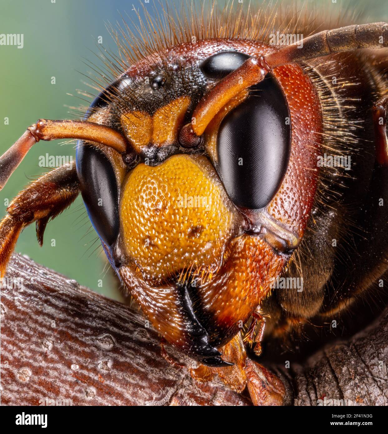 Micro shot of hornet insect. Top margin of the head and part of head details are well seen on the picture. Stock Photo