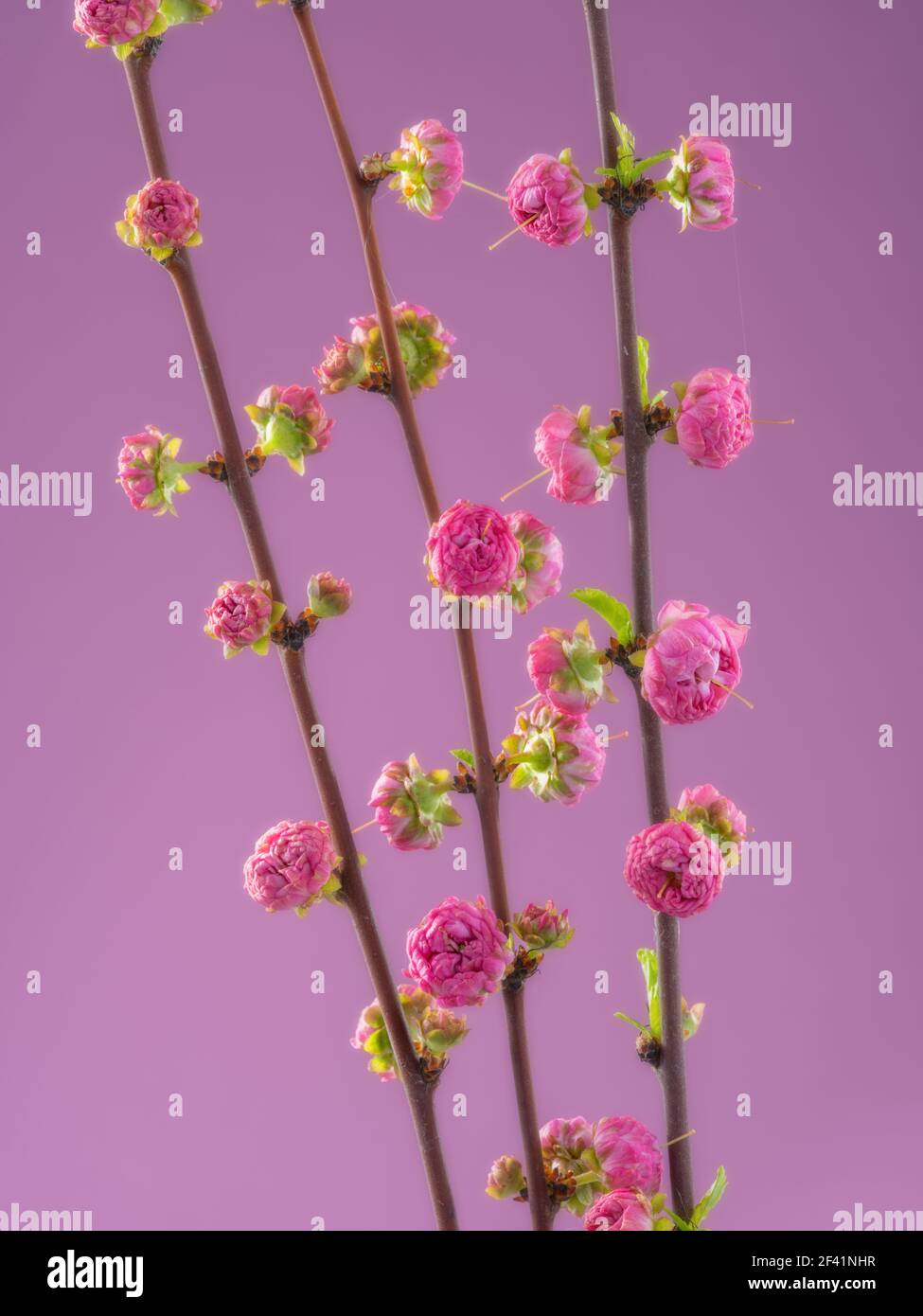 Amygdalus triloba hi-res stock photography and images - Alamy