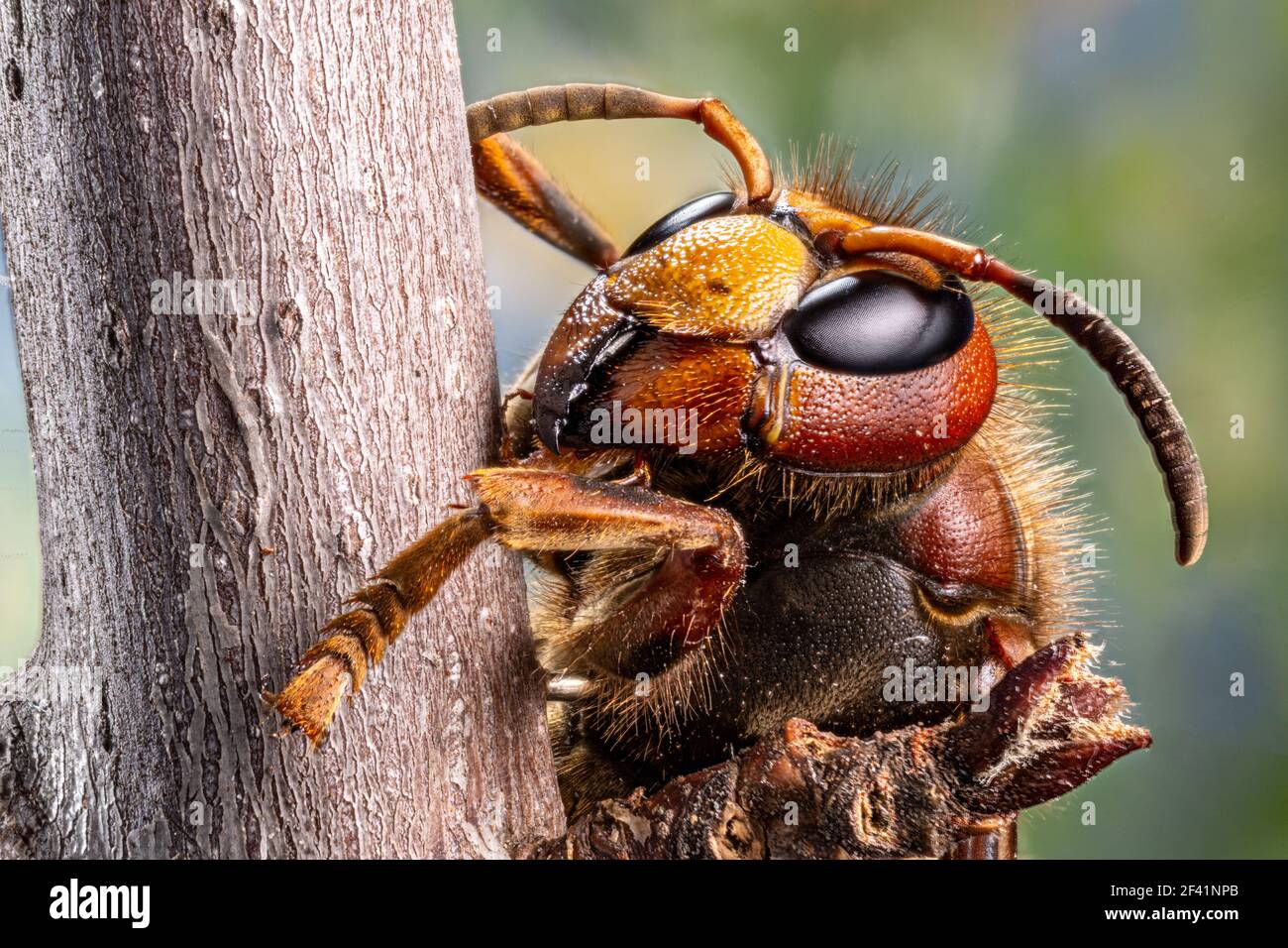 Macro shot of hornet insect. Top margin of the head and all body details are well seen on the picture. Stock Photo