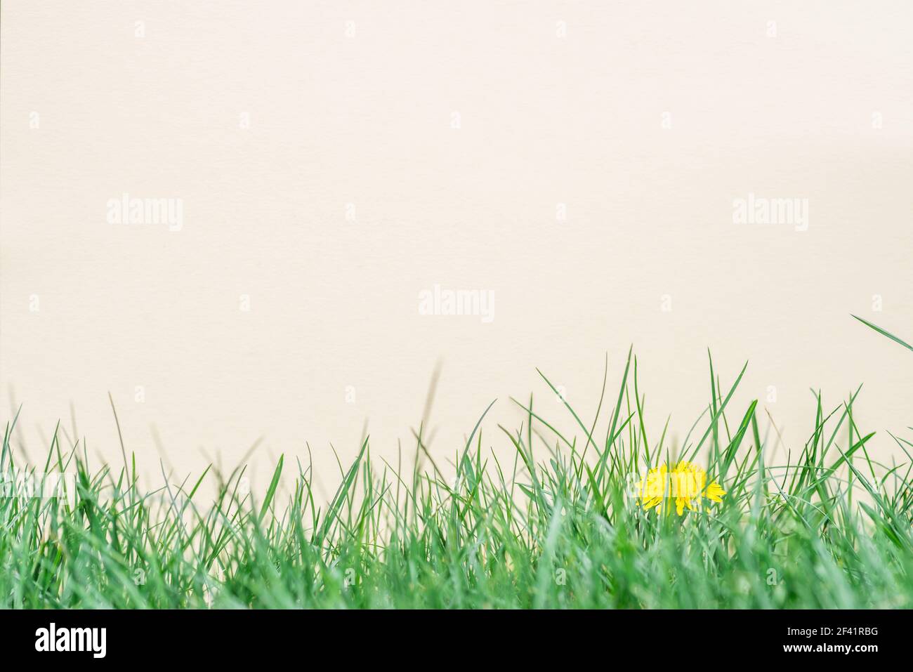 Paper blank on the green grass. Green grass as a frame. Stock Photo