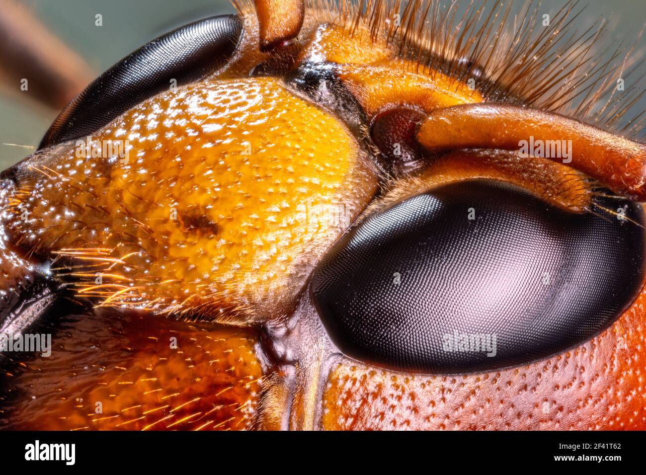Micro shot of hornet insect. Head and eyes details are well seen on the picture. Stock Photo