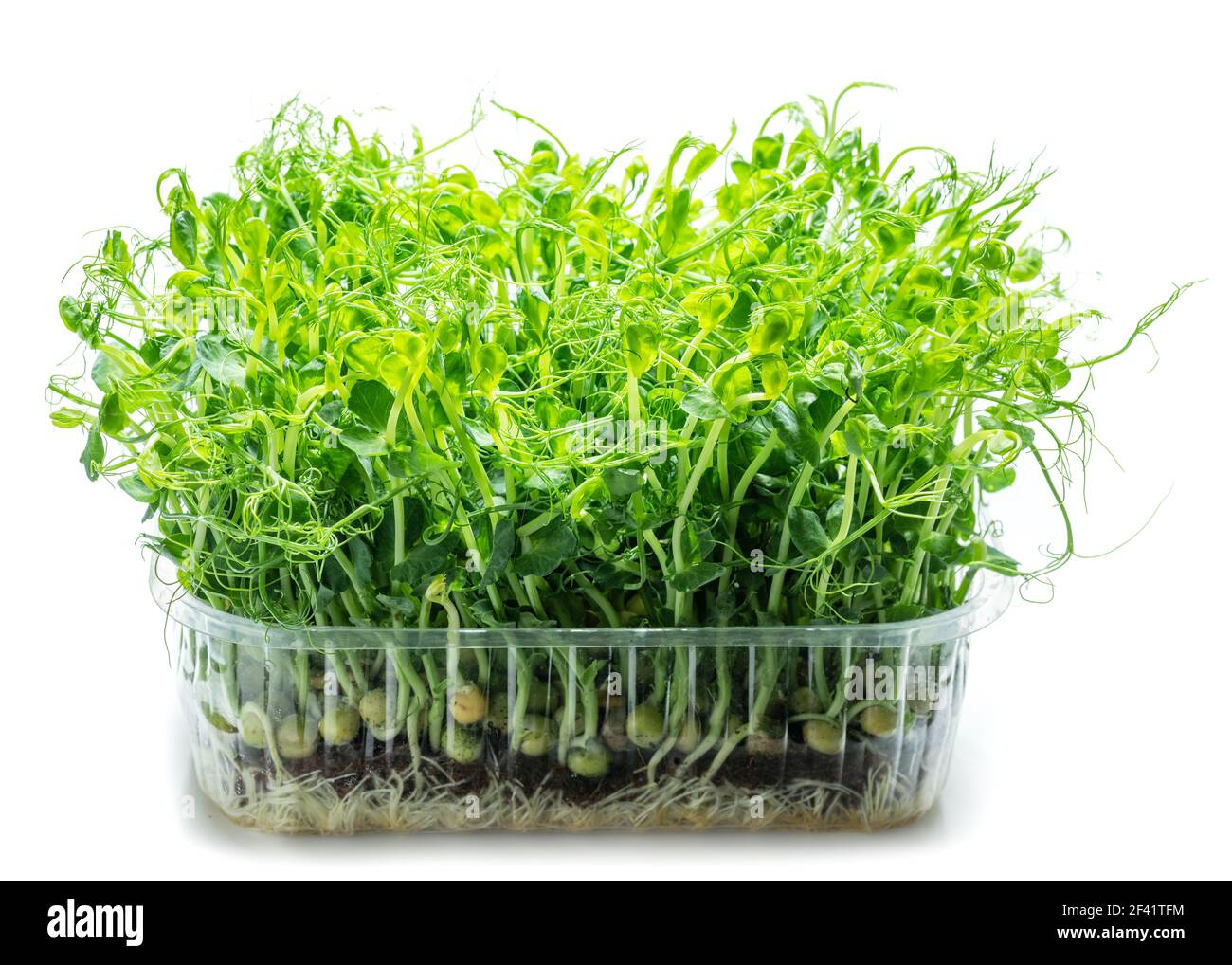 Sprouted seeds of pea isolated on white background. Microgreens as a