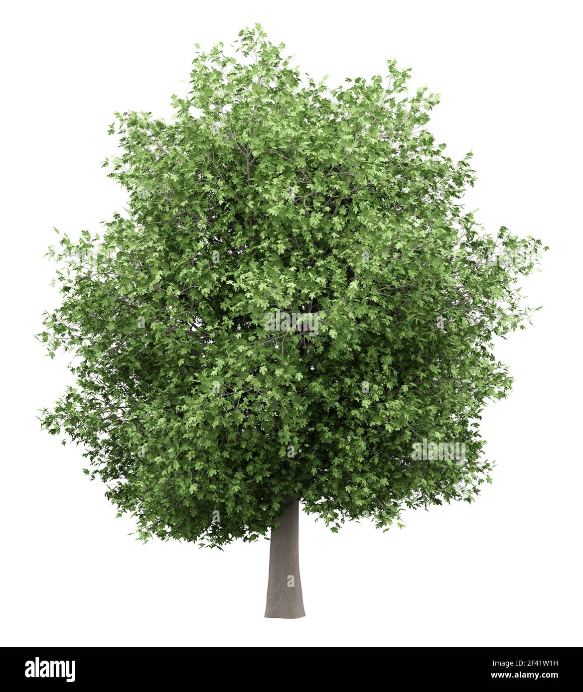 common fig tree isolated on white background. 3d illustration Stock ...