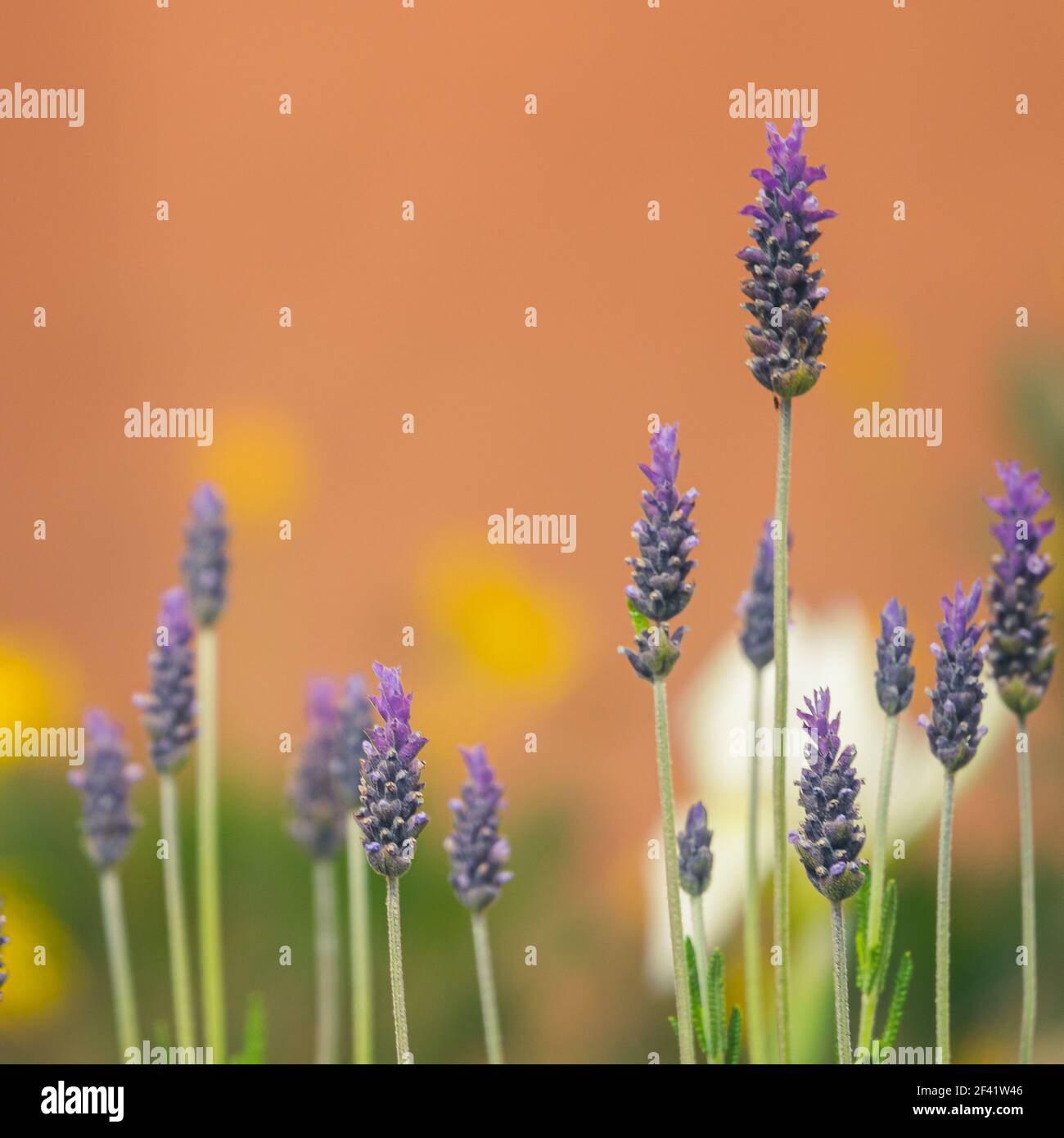 Purple lavender flowers on pastel orange background Stock Photo