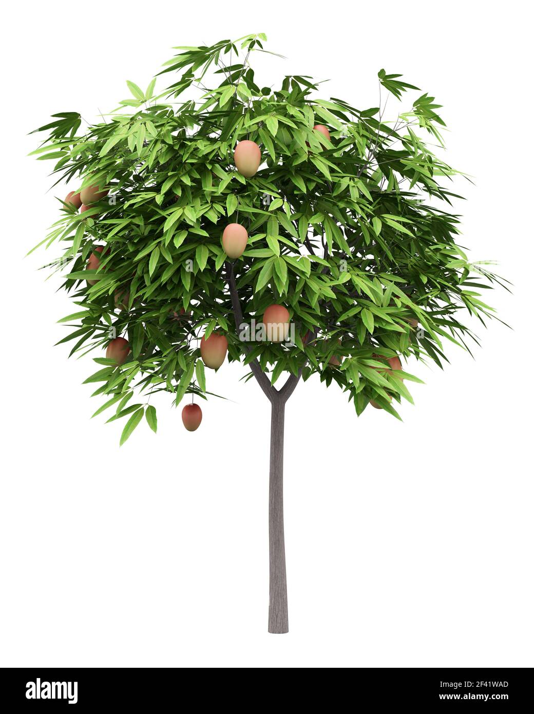mango tree with mango fruits isolated on white background. 3d illustration Stock Photo