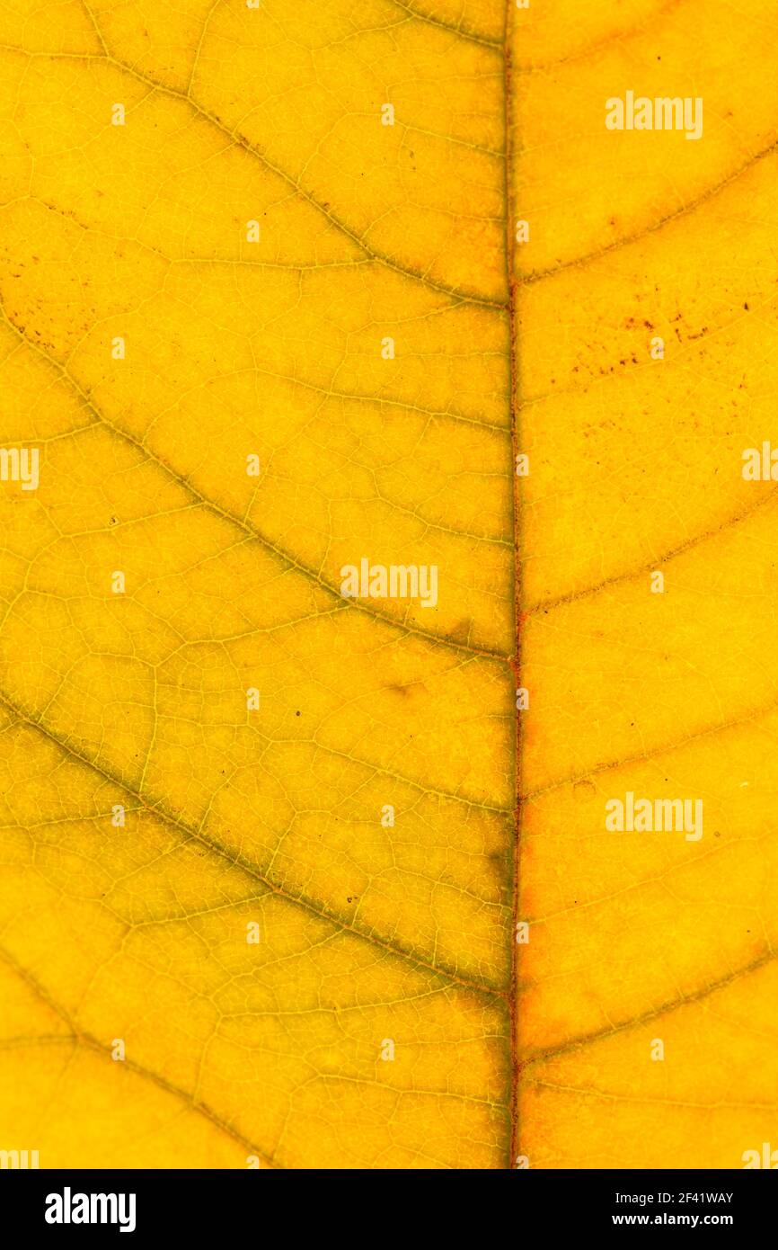 Close-up shot of a leaf showing Autumn colours, studio shot backlit so light comes through leaf Stock Photo