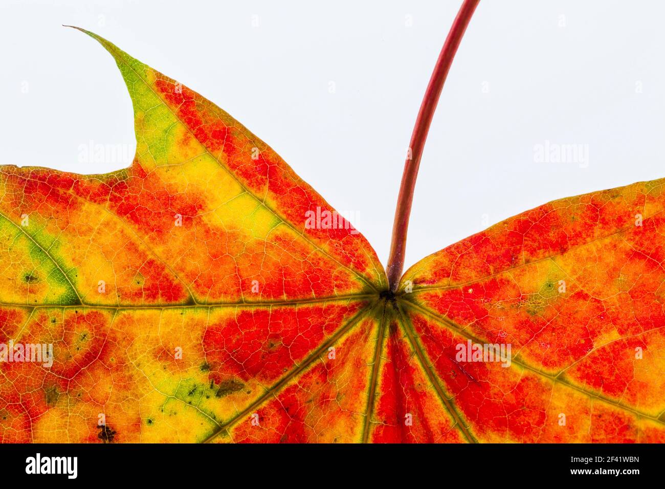 Close-up shot of a leaf showing Autumn colours, studio shot backlit so light comes through leaf Stock Photo