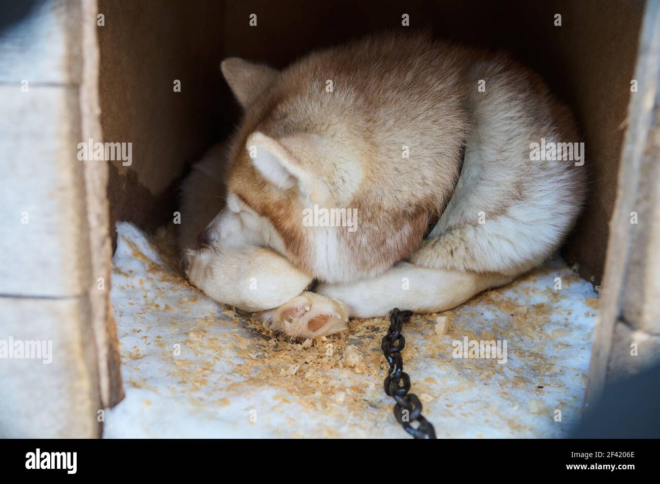 Dog sleeps buried in snow. Dog Malamute laika Stock Photo Alamy