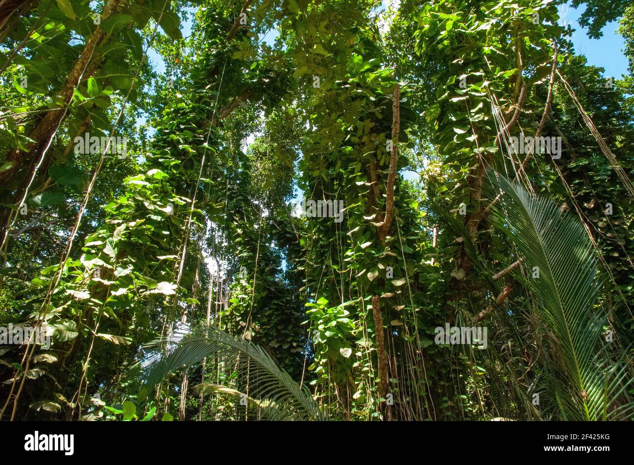 View of the overgrown trees in the forest, Golden Pothos, Epipremnum  aureum, plants with aerial roots. Seychelles Stock Photo - Alamy