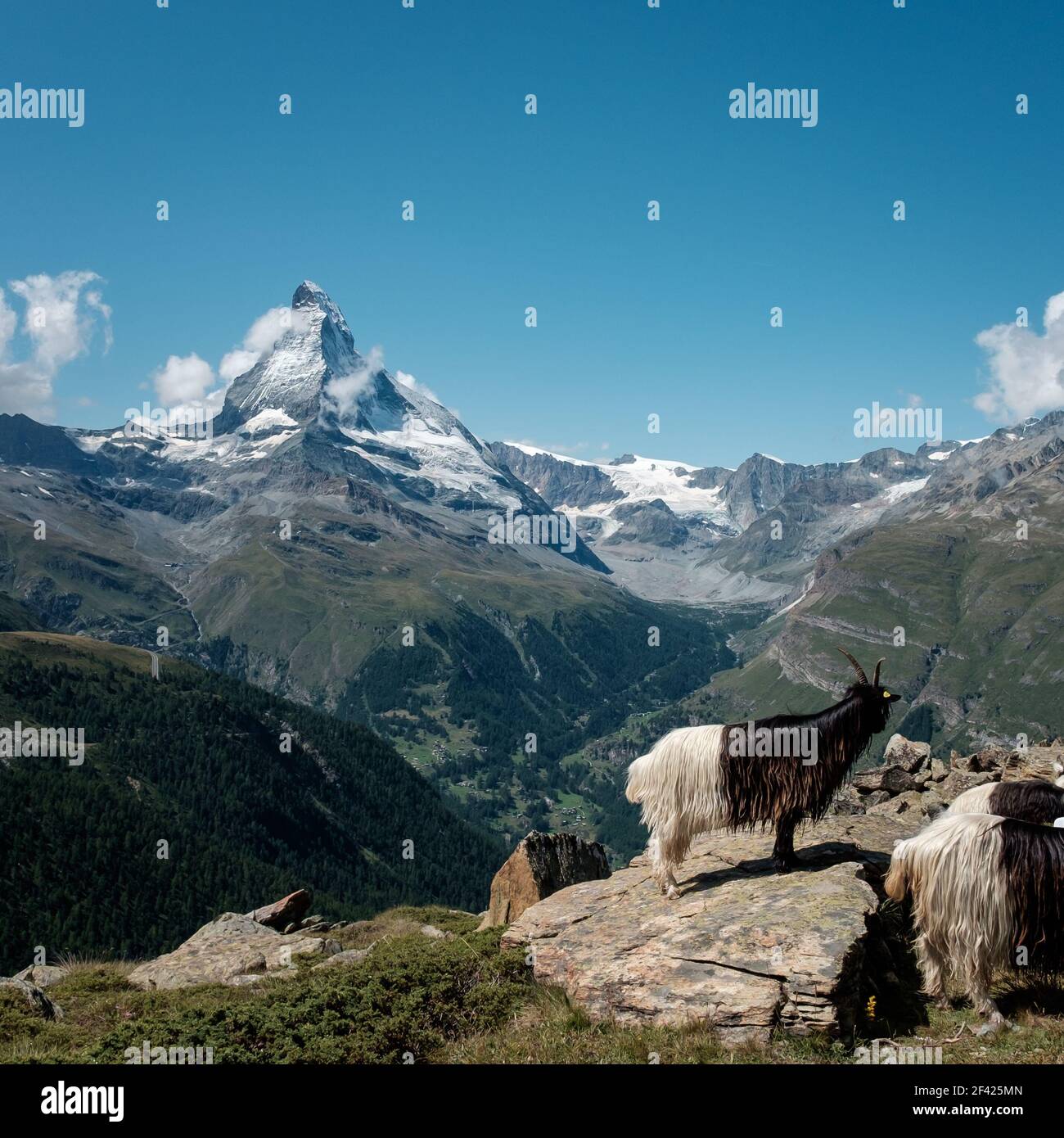 Alpine mountain goats in front of the famous Matterhorn mountain. View from the Five Lakes walking trail. Stock Photo