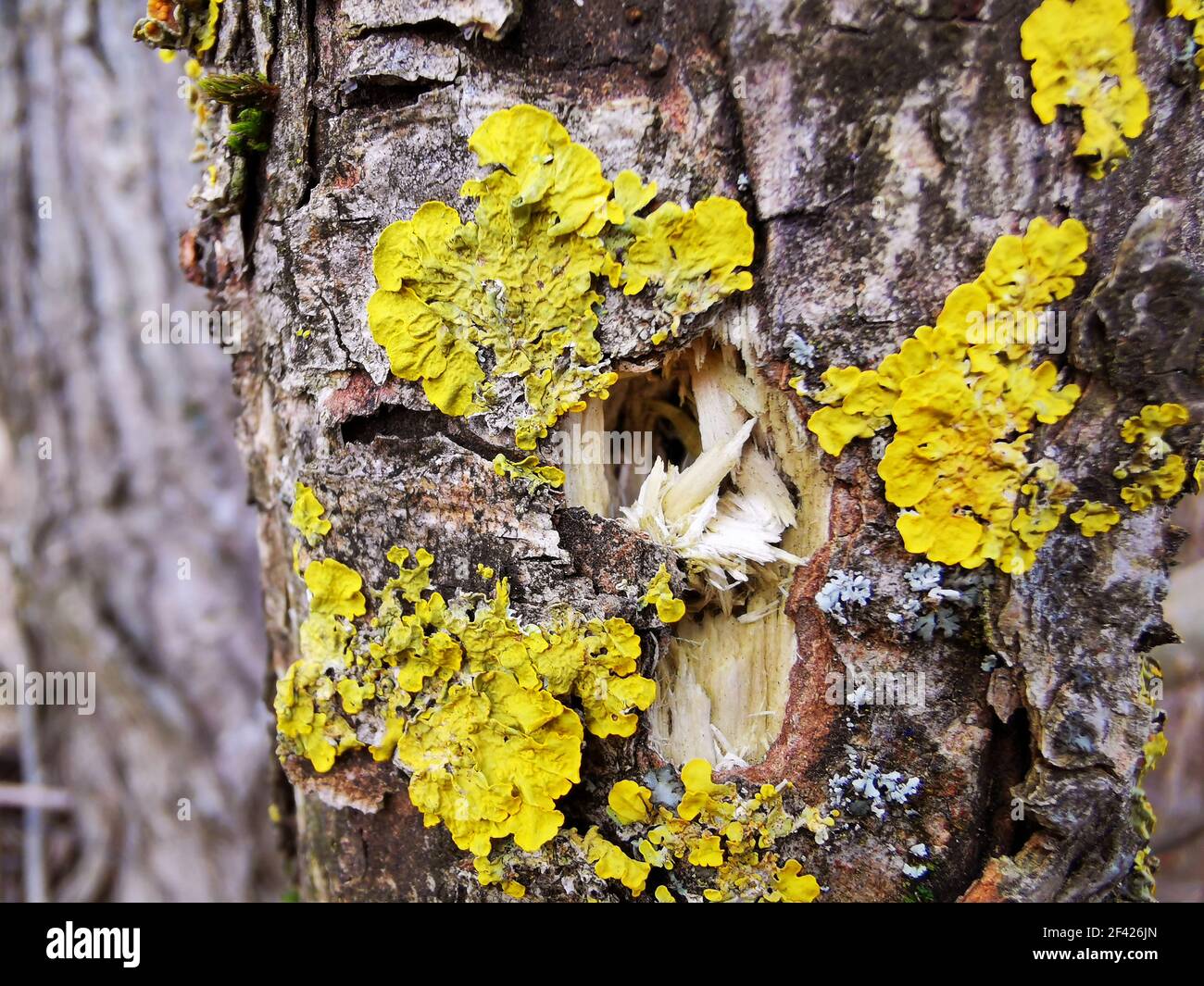 the woodpecker has just chopped a hole in the tree Stock Photo