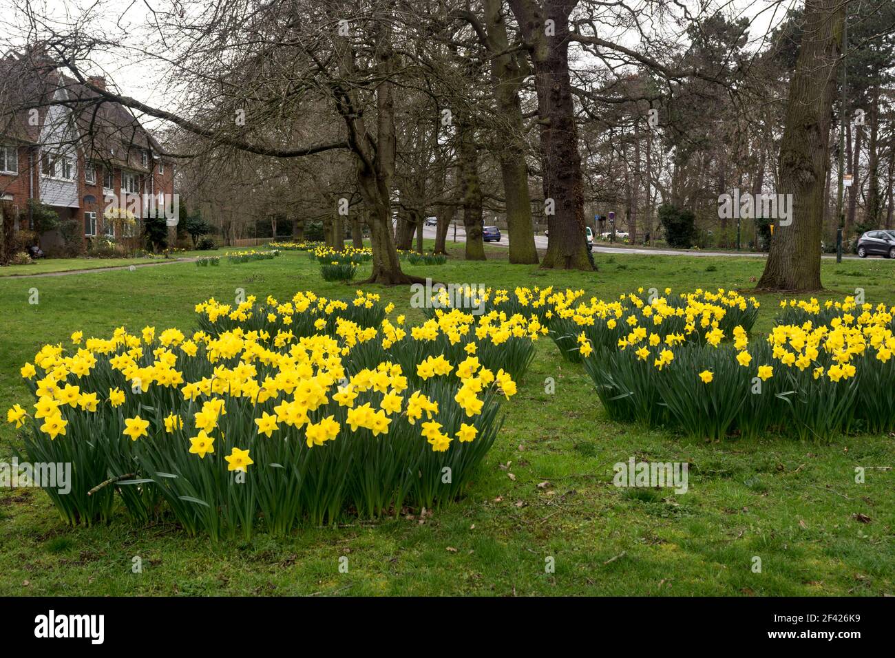 Daffodils near Banbury Road, Warwick, Warwickshire, England, UK Stock Photo