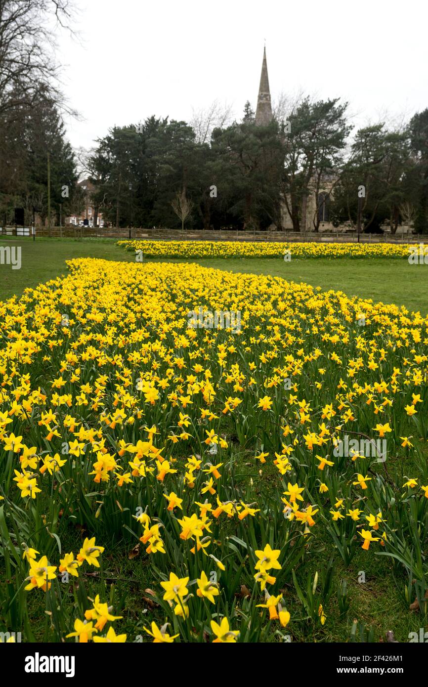 Daffodils in St. Nicholas Park, Warwick, Warwickshire, England, UK Stock Photo