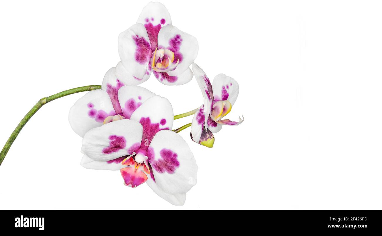 Blossoming exotic orchid phalaenopsis, cultivar Tak Cimberley, on white background isolated. Beautiful tropical flowers with pink purple blurred spots Stock Photo