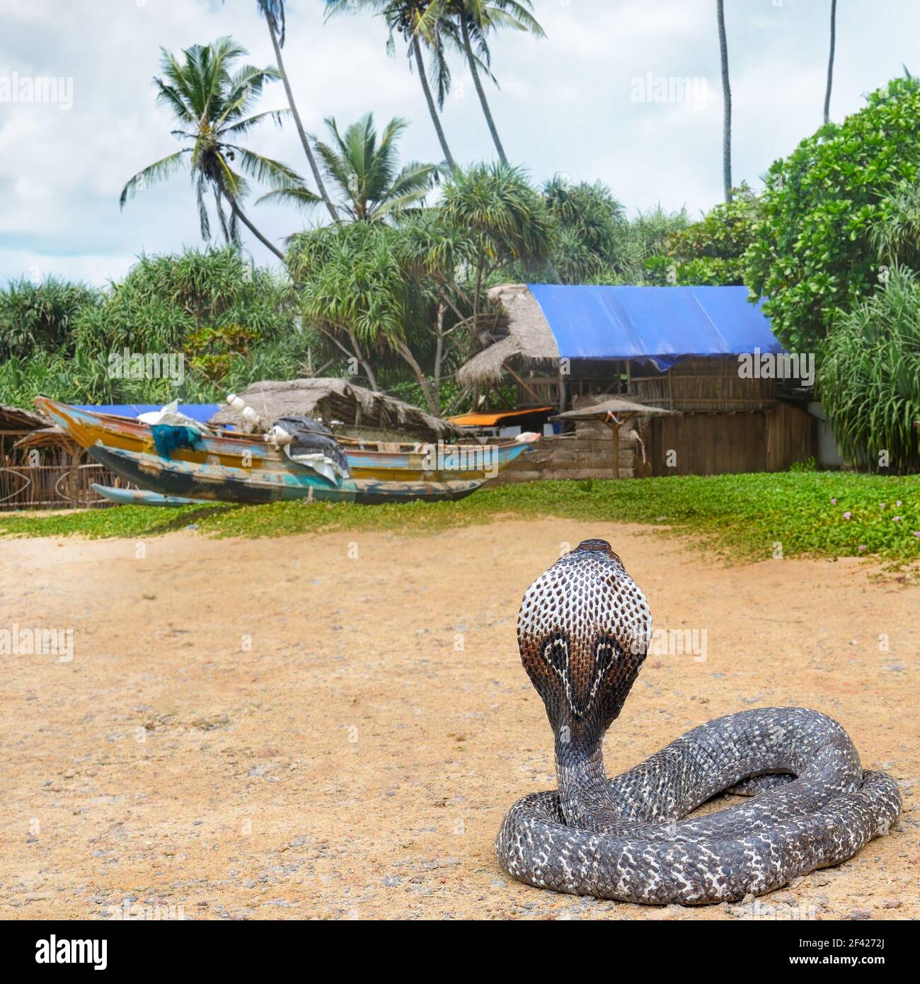 King cobra in the wild nature. Sri Lanka Stock Photo Alamy