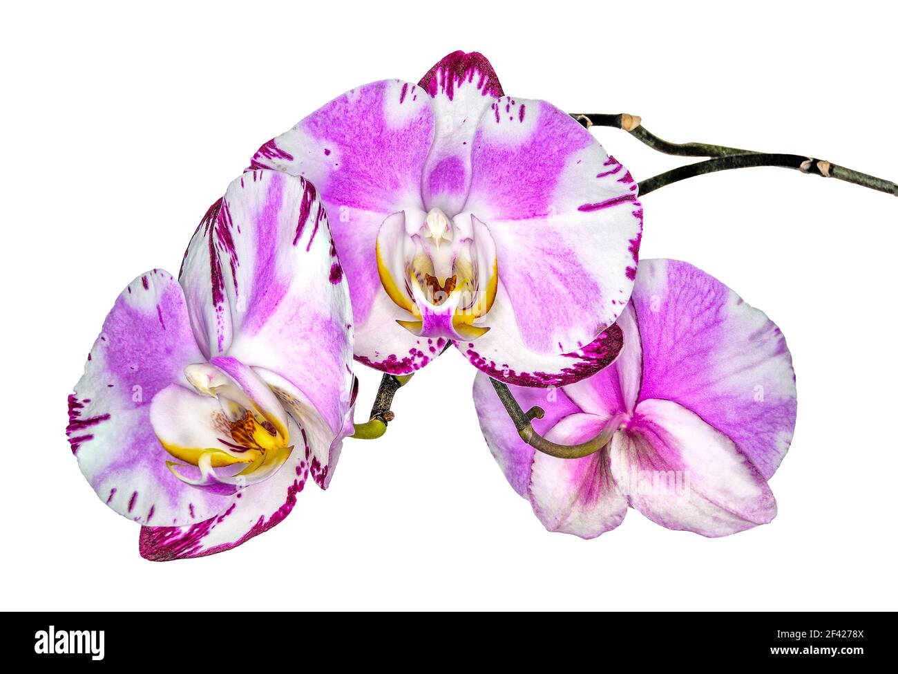 Blossoming multicolored orchid phalaenopsis, cultivar Pink Dancer, on white background isolated. Beautiful white pink tropical flowers with purple edg Stock Photo