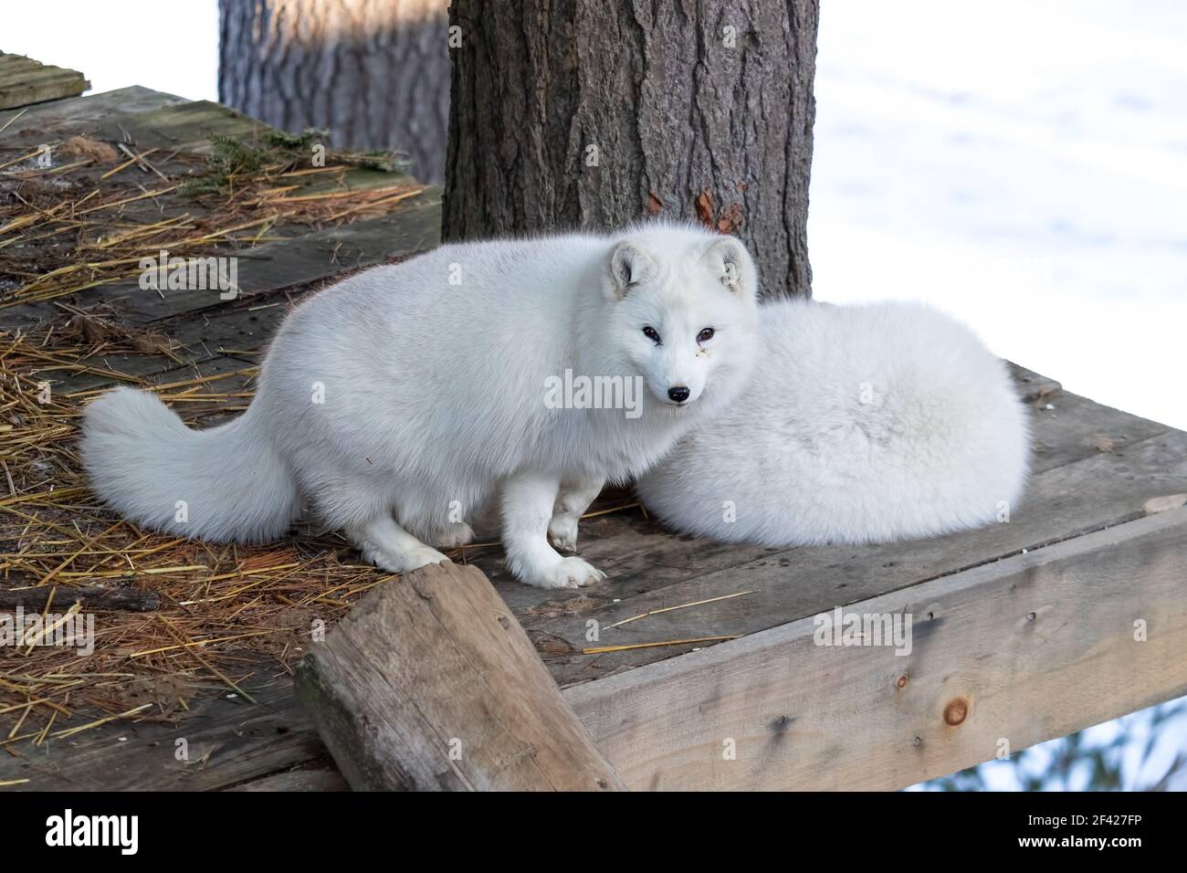 Two all-white arctic foxes. One is napping and the other one wants to play! Stock Photo