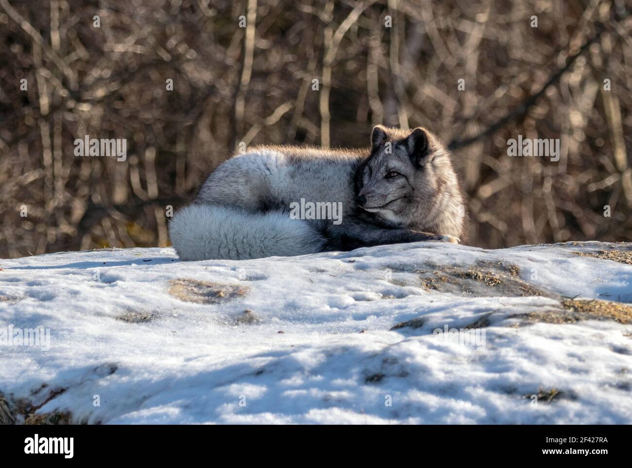 Arctic fox (Vulpes lagopus) with a greyish coat lying on a snow covered rock in the sunshine with its fluffy tail wrapped around itself Stock Photo