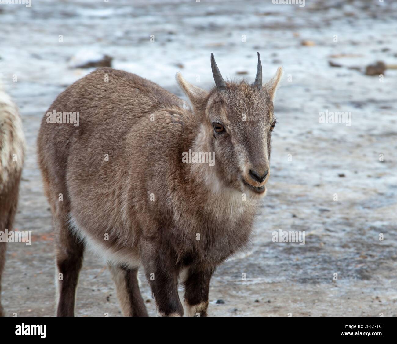 Young Male Alpine Ibex Stock Photo
