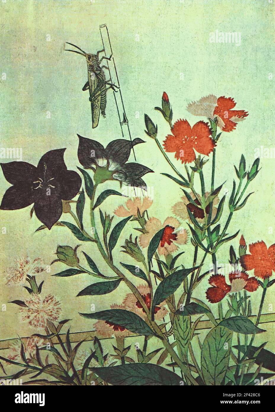 Utamaro - Rice Locust Red Dragonfly Pinks Chinese Bell Flowers 1788 Stock Photo