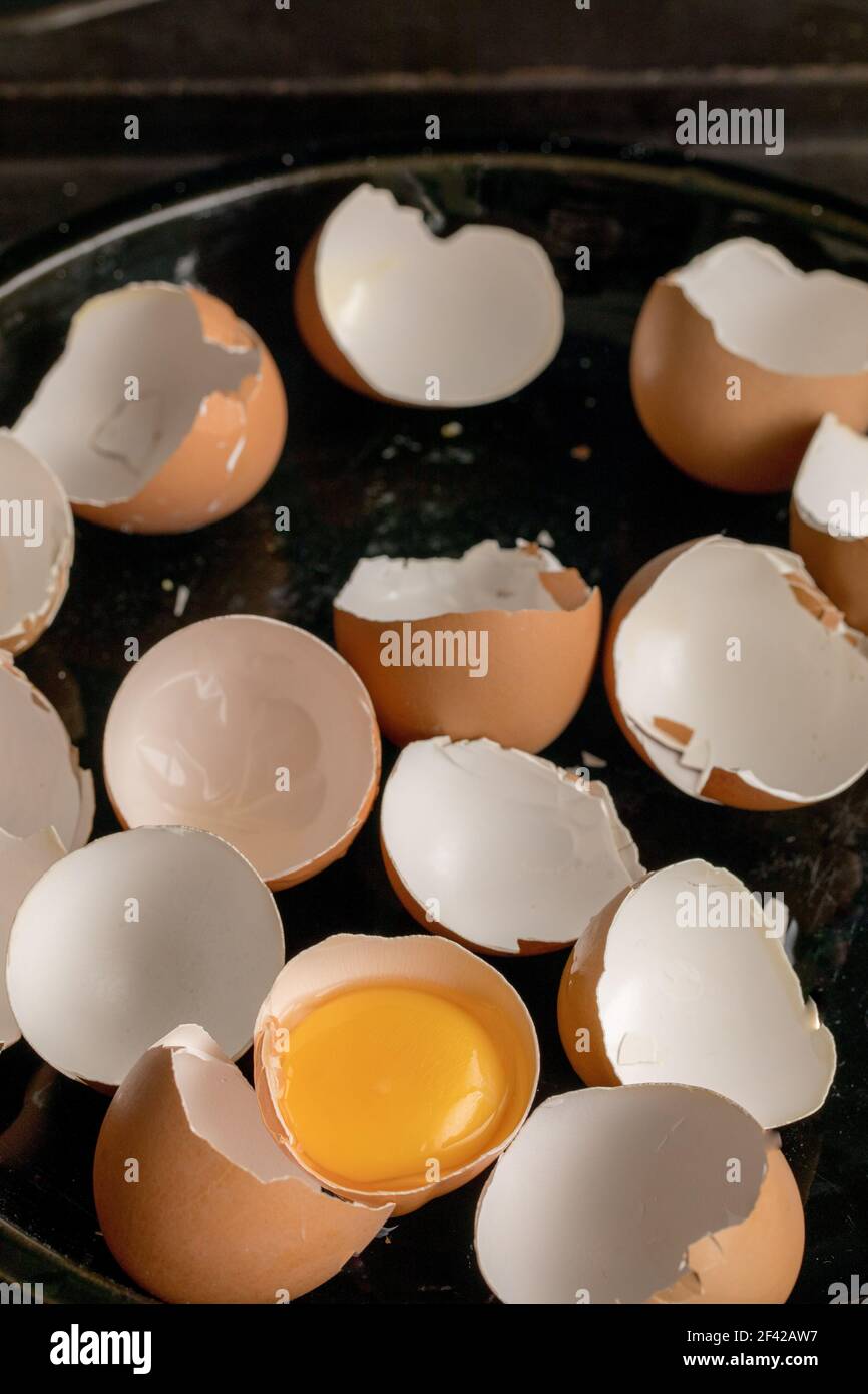 broken egg shells, one raw egg in a tray Stock Photo
