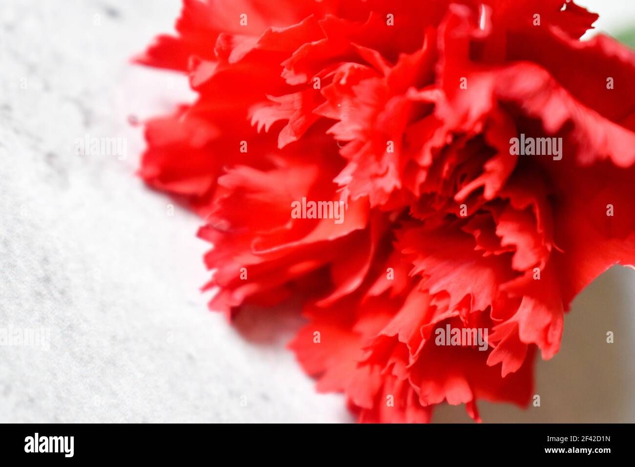 Carnation petals on a gray background Stock Photo Alamy