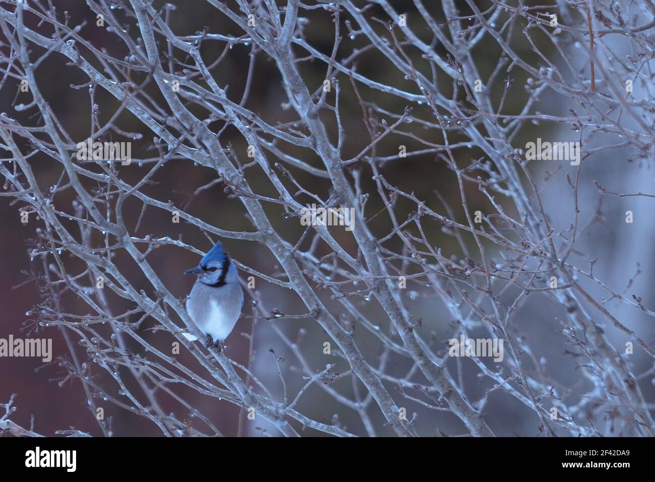 A selective focus shot of blue jay perched on a branch Stock Photo